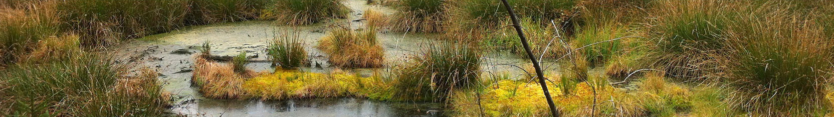 Moor ist wertvoll für die Gesundheit und die Umwelt