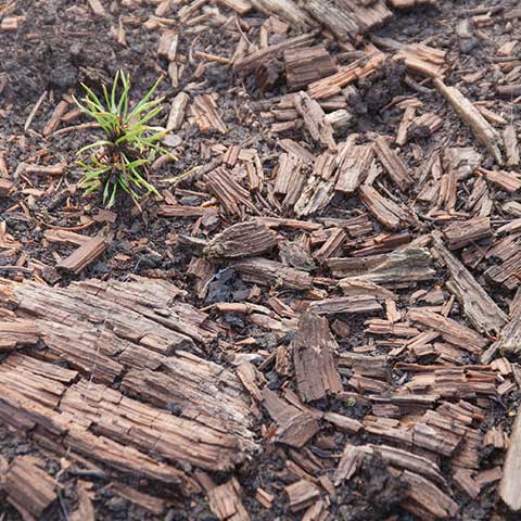 Heilkräuter & Huminsäure - Die perfekte Kombination